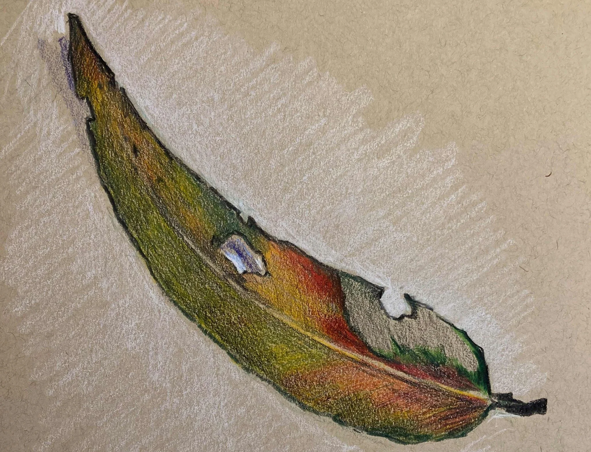 Online Drawing Classes with Lisa Nolan