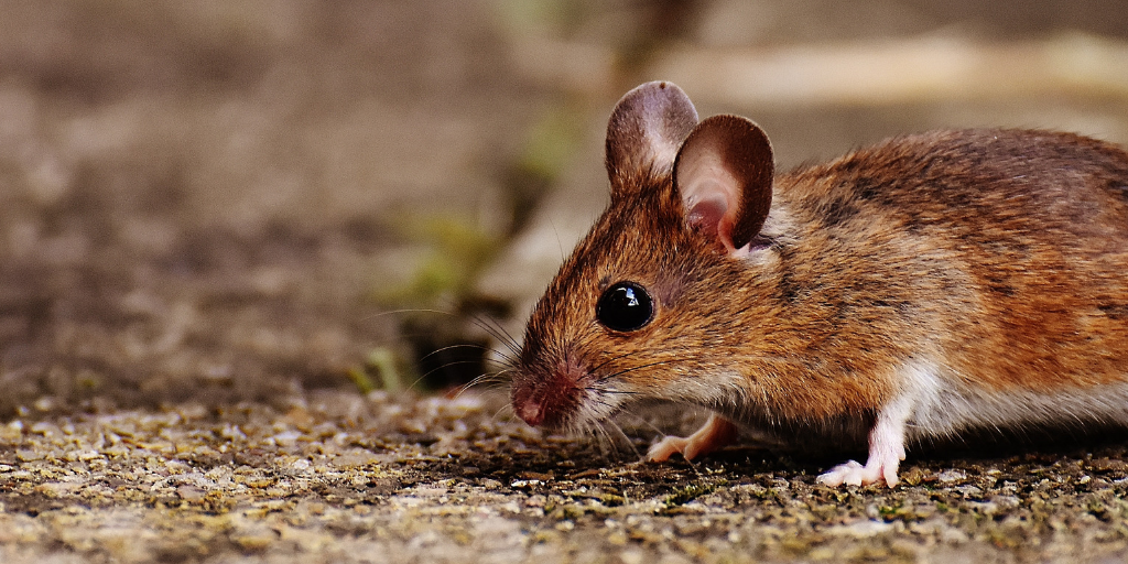 APC-Management -pests-mice.png