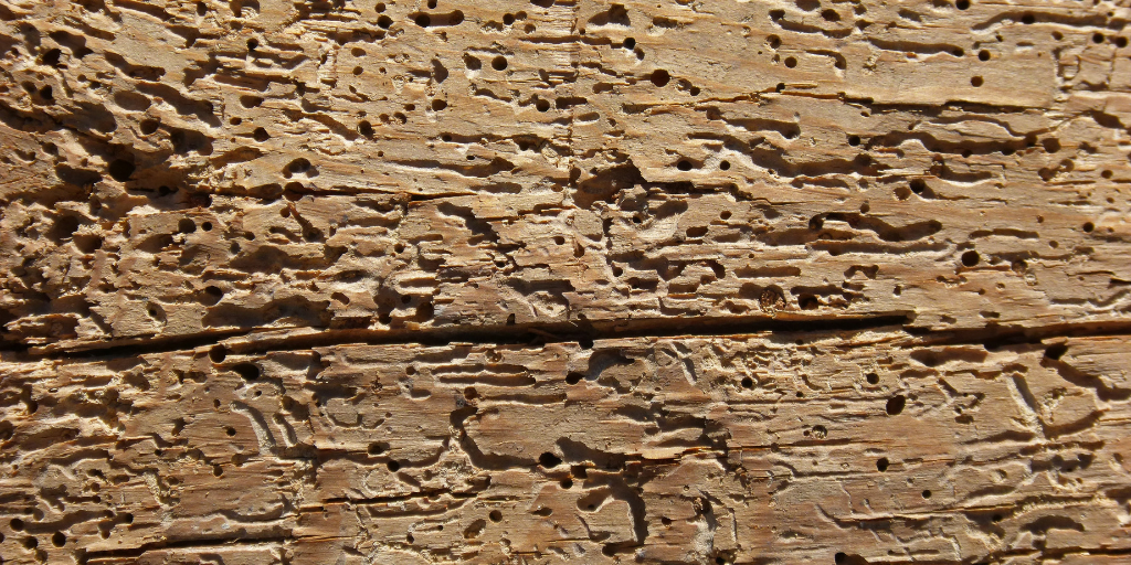 APC-Management-pests-woodworm.png