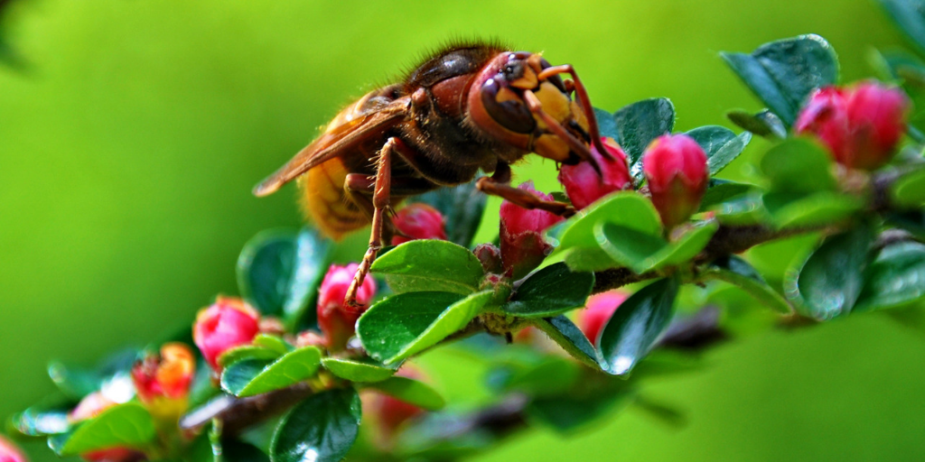 APC-Management-pests-hornets.png