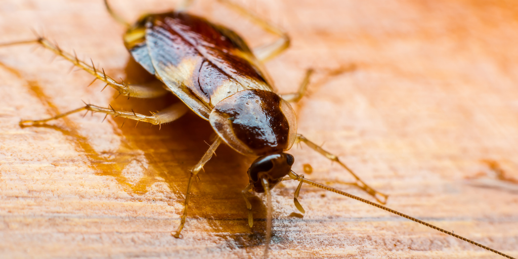 APC-Management-pests-cockroaches.png
