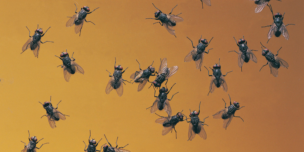 APC-Management-pests-cluster-flies.png