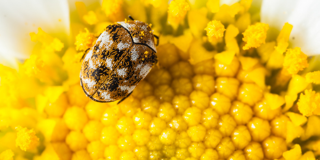 APC-Management-pests-carpet-beetle.png
