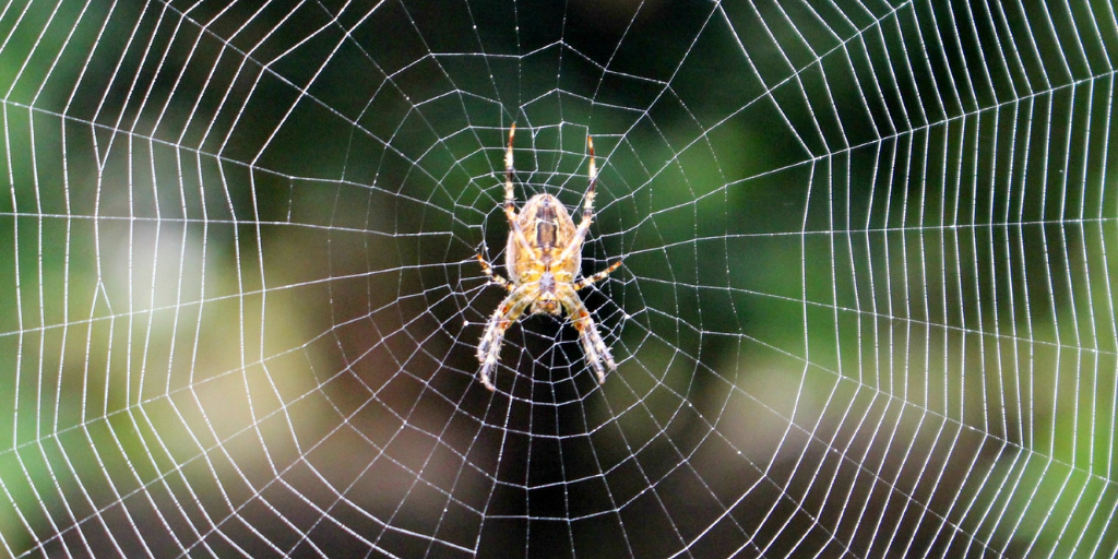 APC-Management-pests-spiders.png