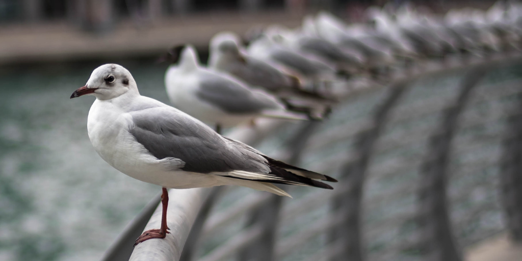 APC-Management-pests-seagulls.png