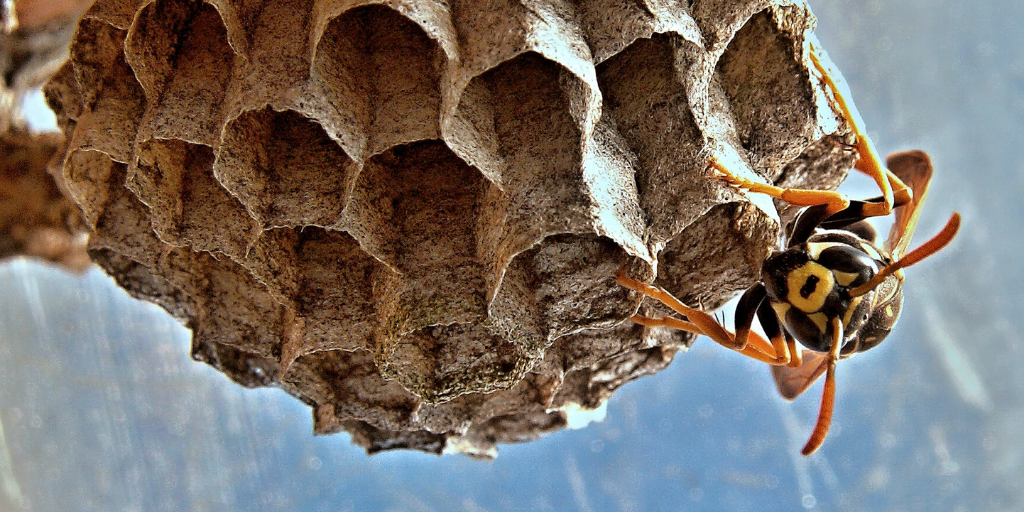 Wasps Nests - What Are They?