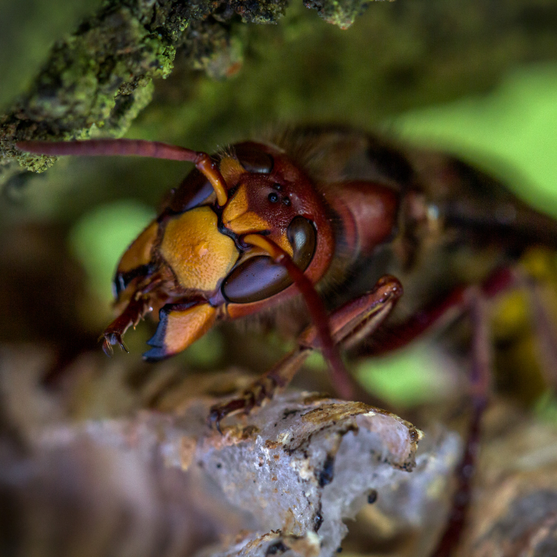 accurate-pest-control-management-blog-hornets (1).png