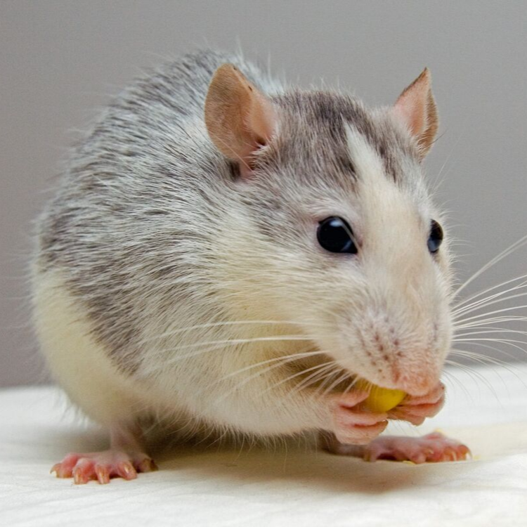 accurate-pest-control-management-rodent-infestations (2).png