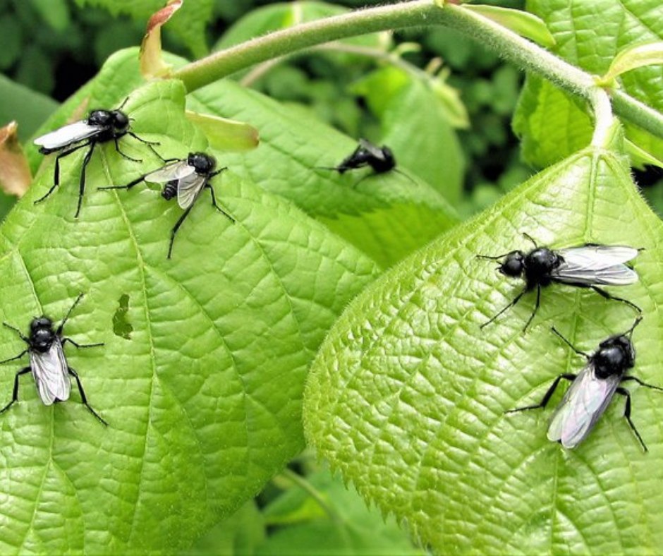 Accurate-pest-control-management-pests-flying-insects-flies.png