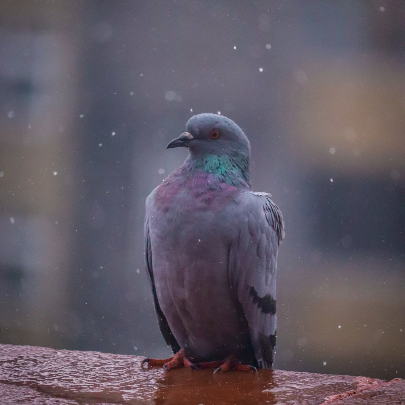 What Diseases Do Pigeons Spread and How? — APC Management