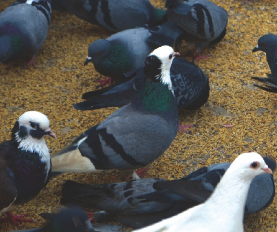 Accurate-pest-control-management-blog-pigeons-bird-scarer.png