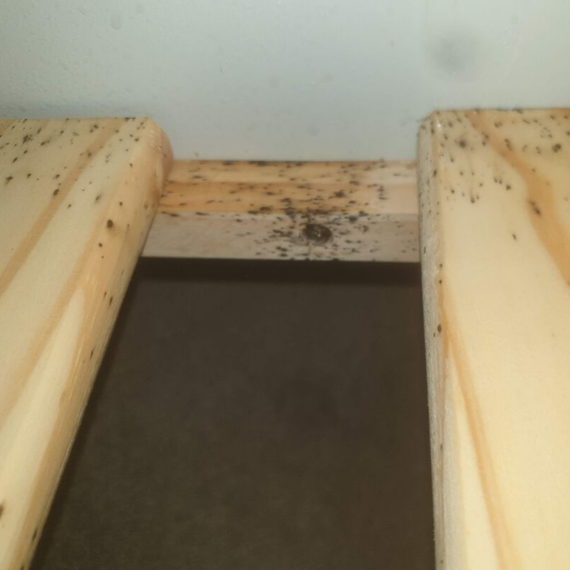 Damage caused by Bed Bugs
