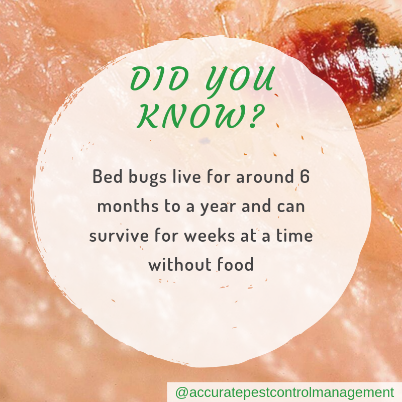 Accurate-pest-control-management-pest-facts-bed-bugs.png