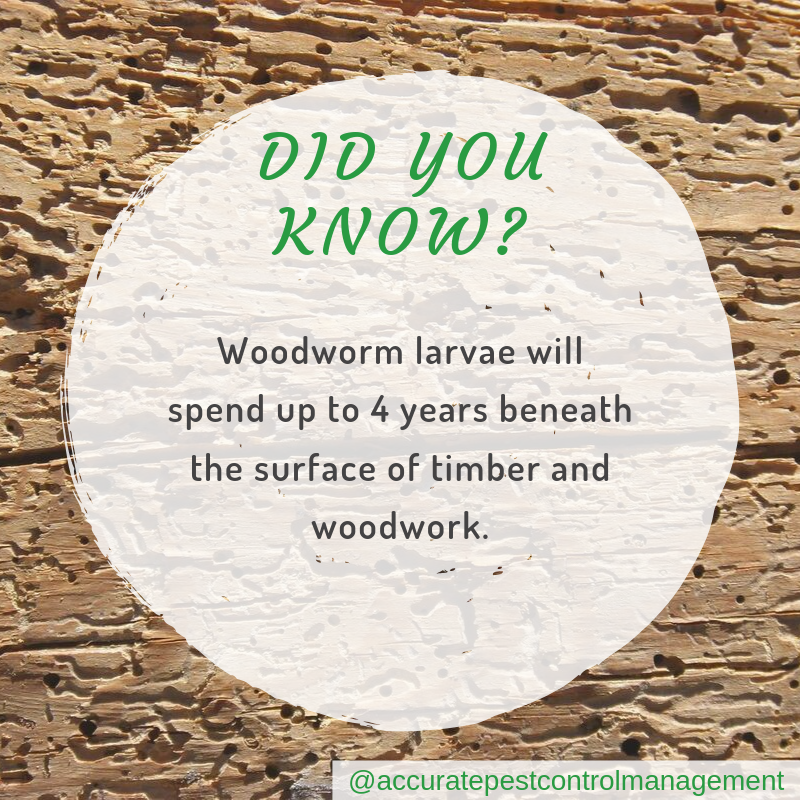 Accurate-pest-control-management-pest-facts-woodworm-spend-4-years-in-timber.png
