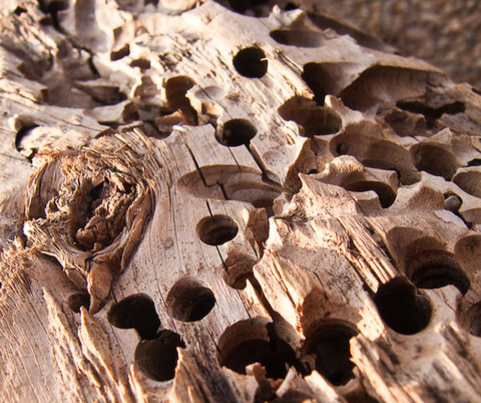 Accurate-pest-control-management-pests-crawling-insects-woodworm.png