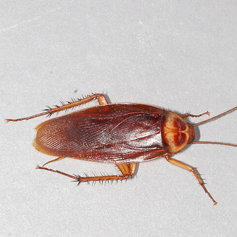 Cockroach Infestations In The UK — APC Management