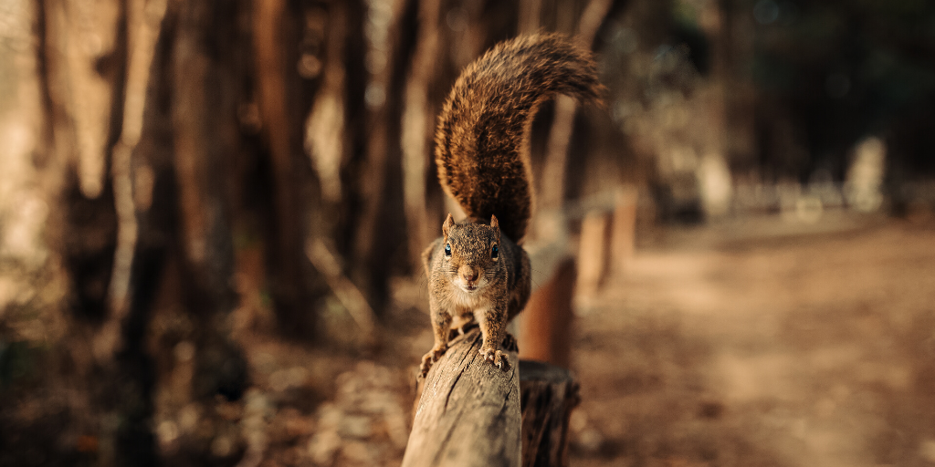 Grey and Red Squirrels: What's The Difference?