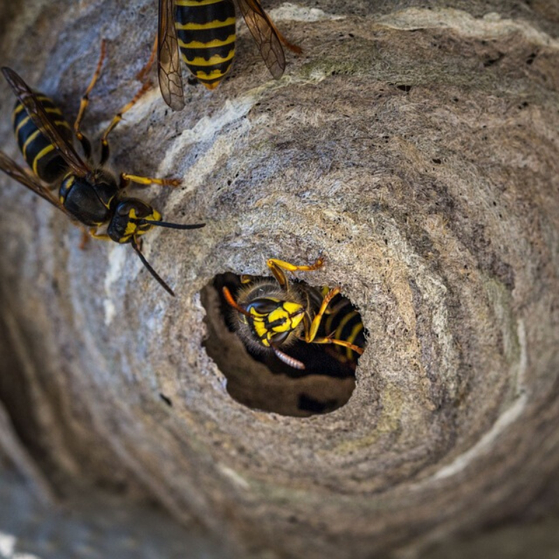 What Happens to Wasps and Hornets Over Winter? — APC Management