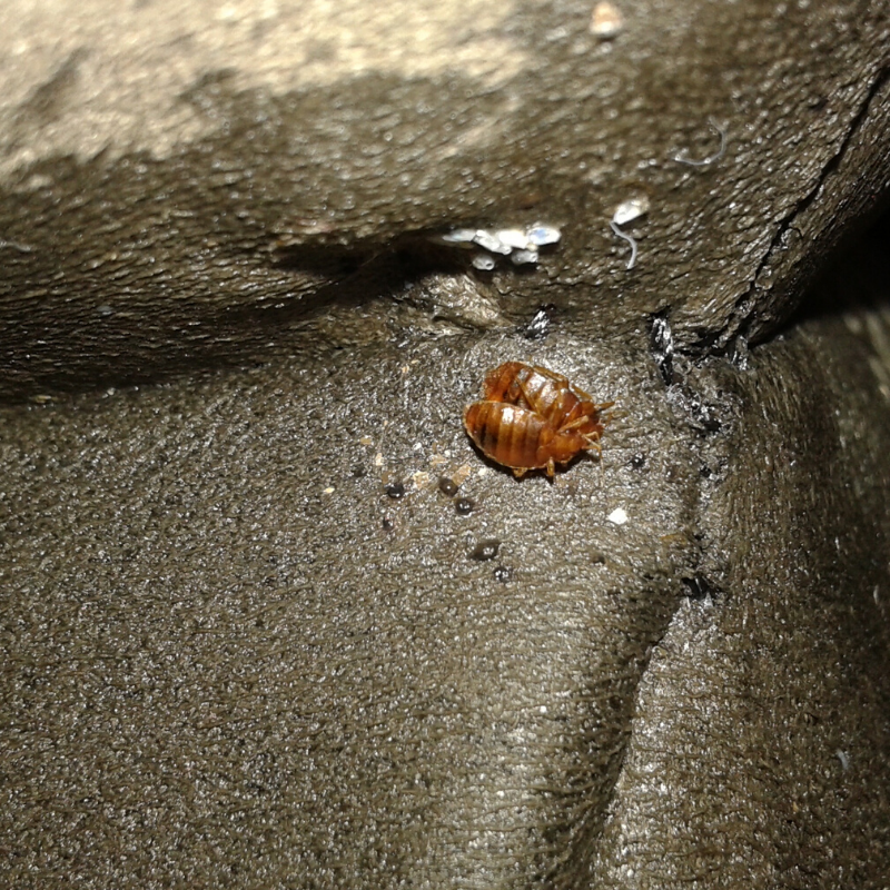 Bed Bug Lifecycle — APC Management