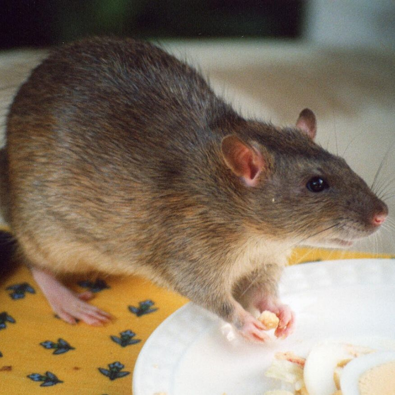 Rat Lifecycle — APC Management