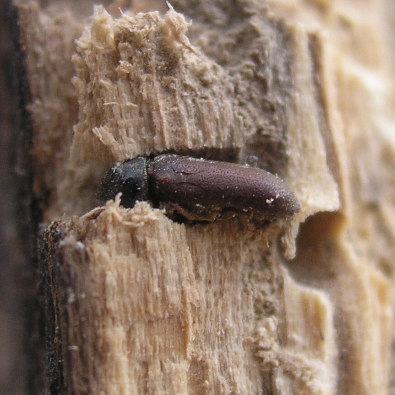 Woodworm Lifecycle APC Management woodworm-lifecycle-apc-management