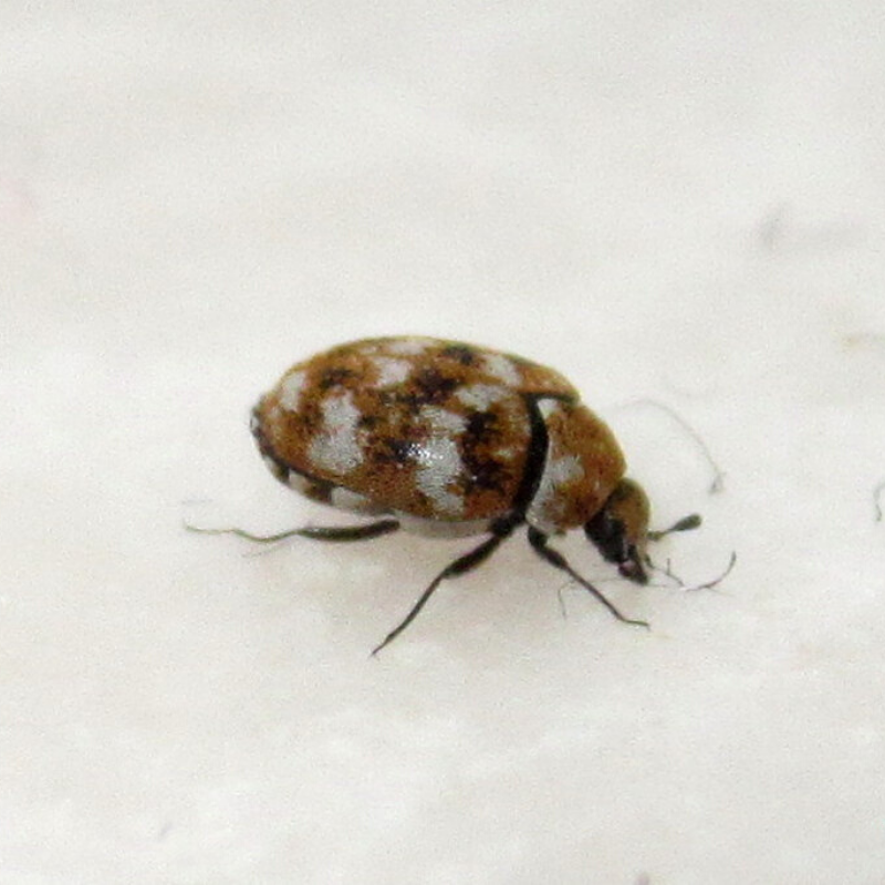 Carpet Beetle Life Cycle: Understanding and Managing These