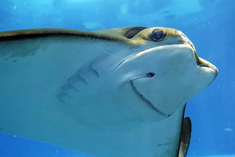 stingray-3399112_960_720.jpg