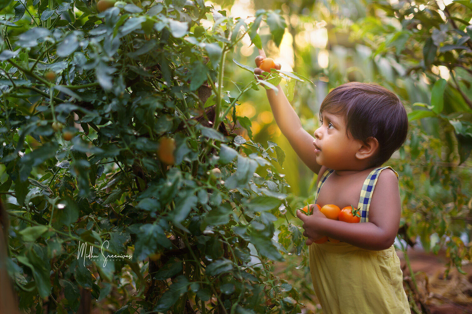 Toddler plucking tomatoes