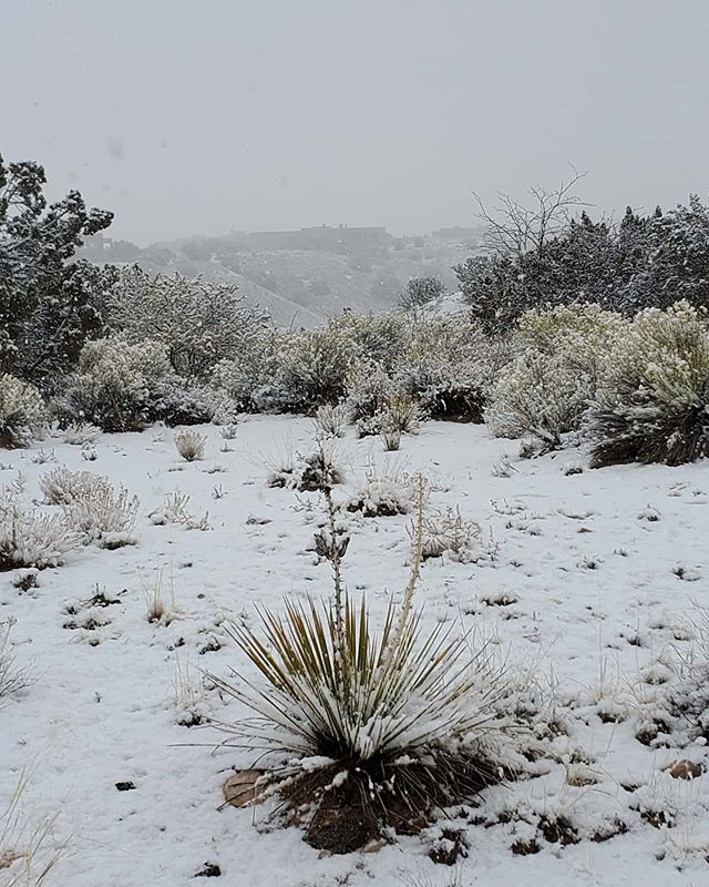 New Mexico snow! #vermonter #vermonterinnewmexico #yesitsnowsheretoo #newmexico #landofenchantment