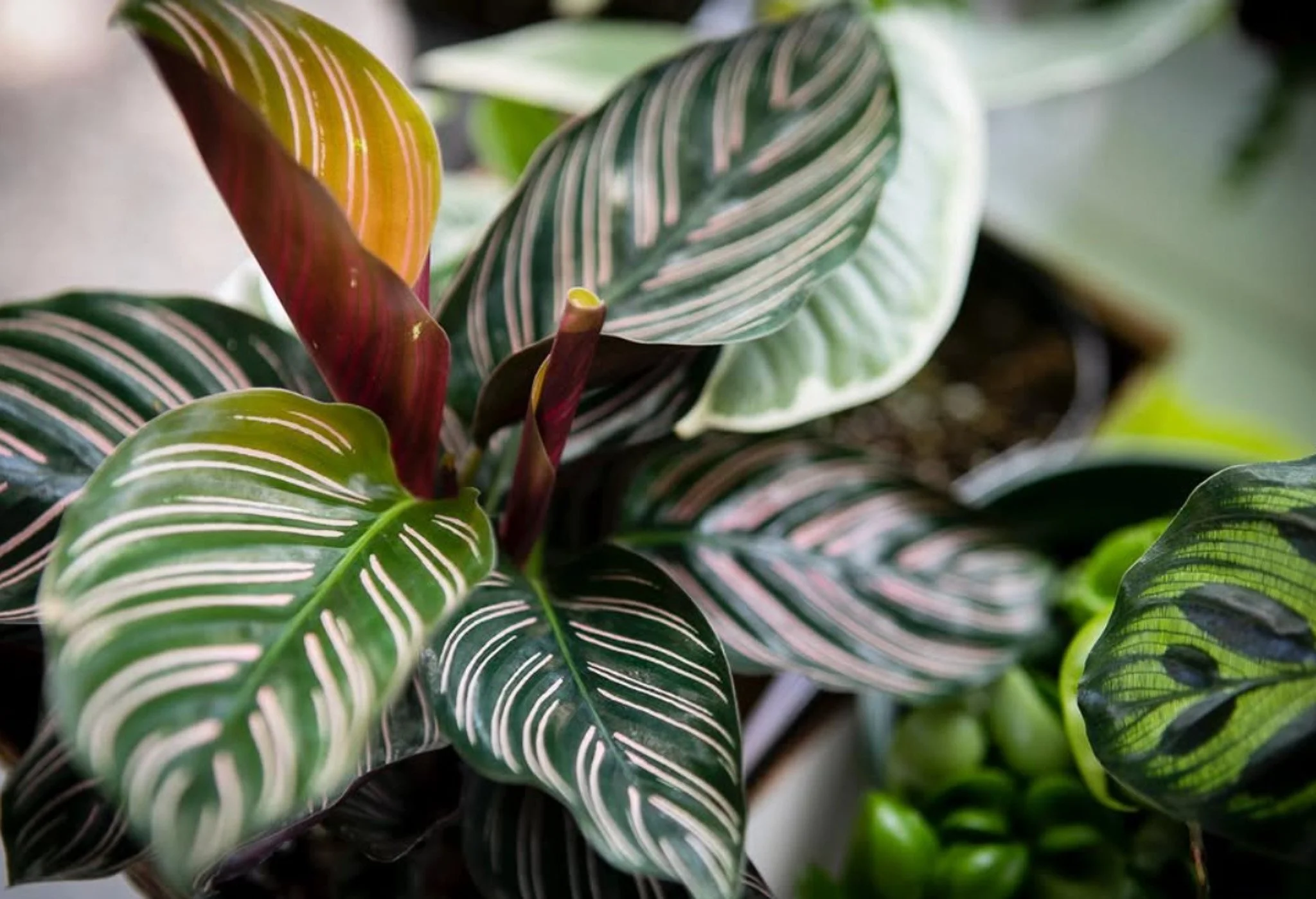Close-up of colorful striped foliage of a Calathea plant, showing green, pink, and white veins on the leaves.