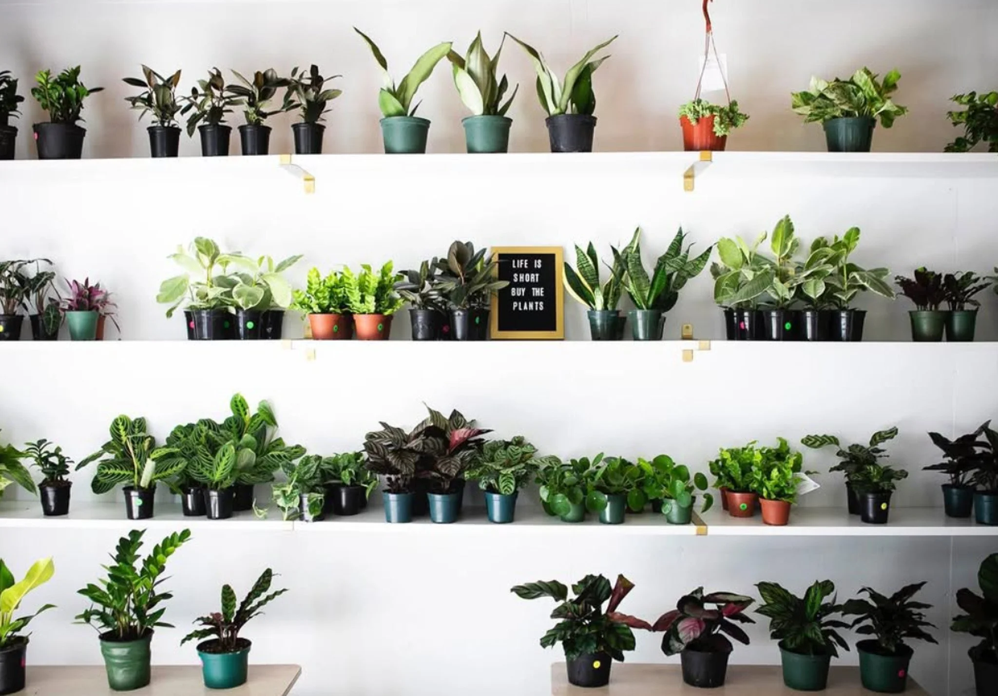 Shelves with potted plants and a sign that reads 'Life is short, buy the plants'.