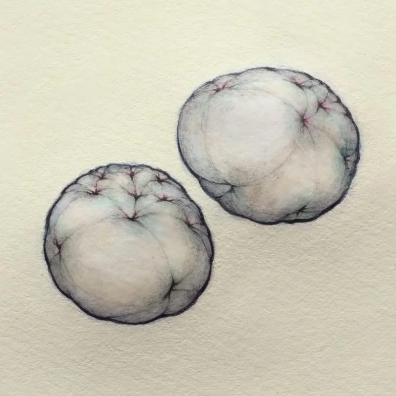 Spheroid and Ovoid on Yellow 9" x 9" - 2019