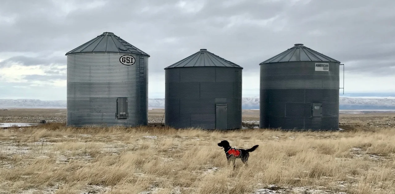 DeutschLanghaarHuntingGrainBins.jpg