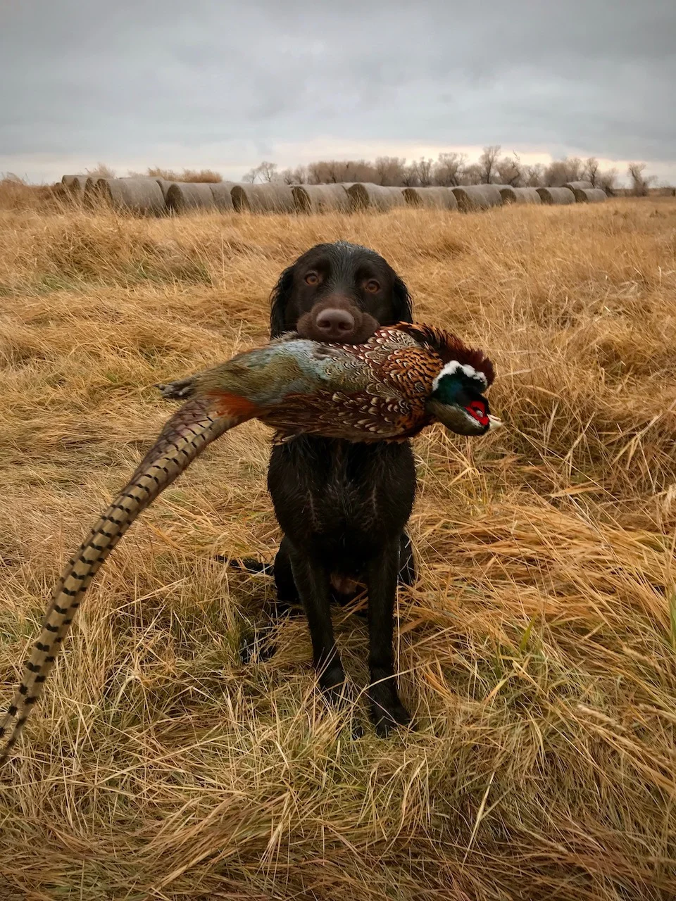 DLPheasantHunting.jpg
