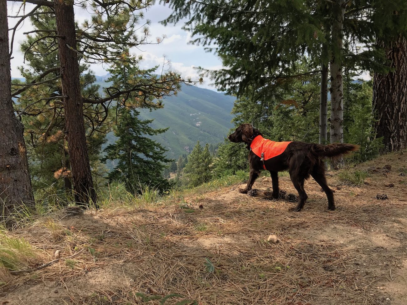 GrouseHuntingWashington.jpg