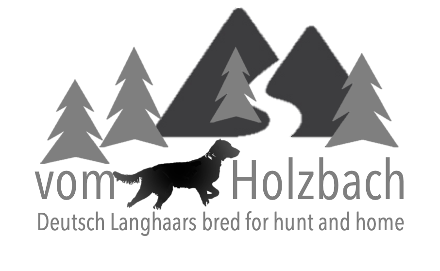 Deutsch Langhaars vom Holzbach