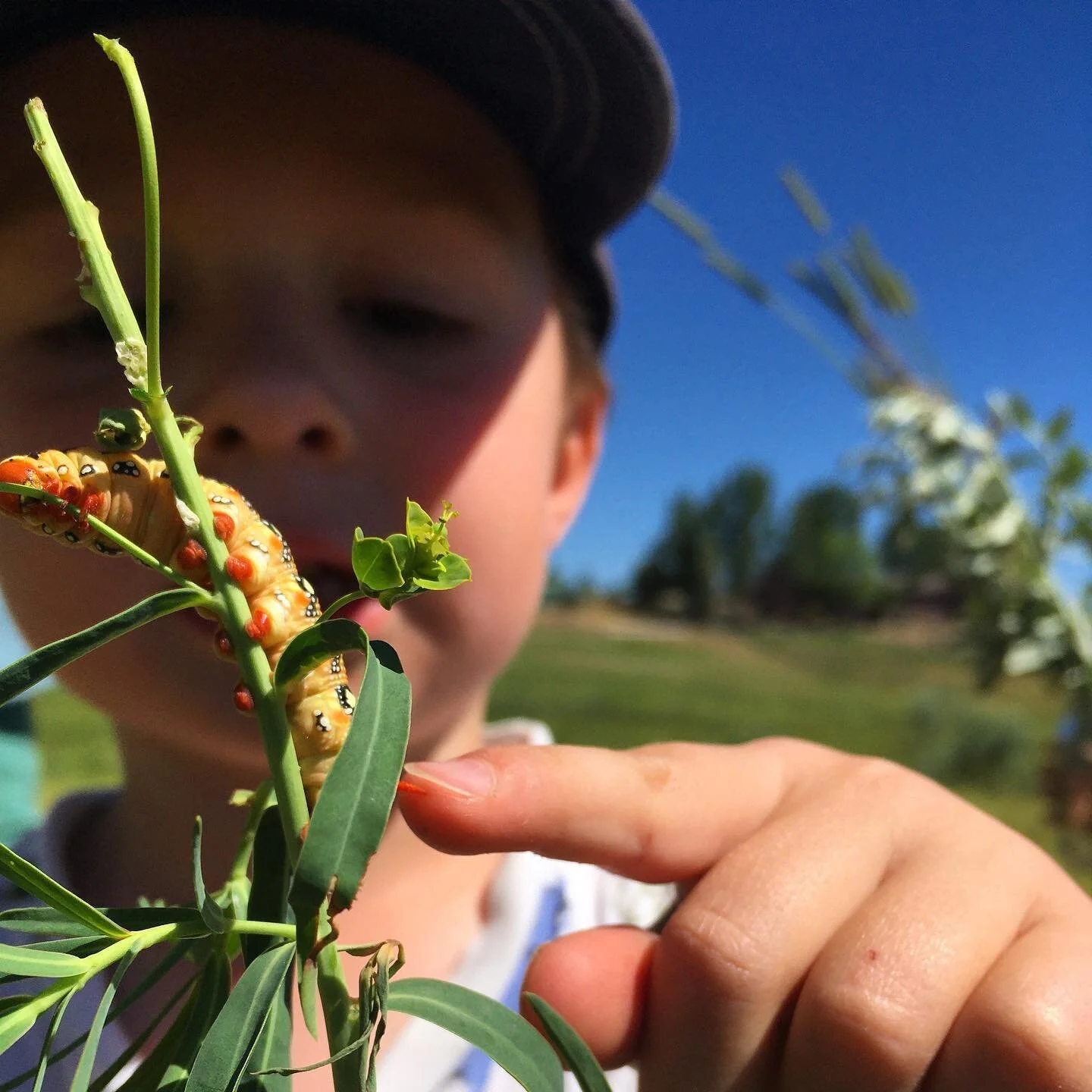 Discovering the bug&rsquo;s life! 
🐛
Bonus points if you know what kind of caterpillar this is!!