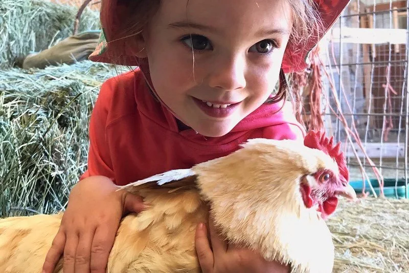 Animal husbandry tips from these young campers: &ldquo;be gentle, be kind, no chasing&rdquo; 
🐓
🐐
🐓
Yesterday the energy in the barnyard was a bit hectic. Lots of chasing, some high-pitched squeals, perhaps a tear or two...Today, these campers ent