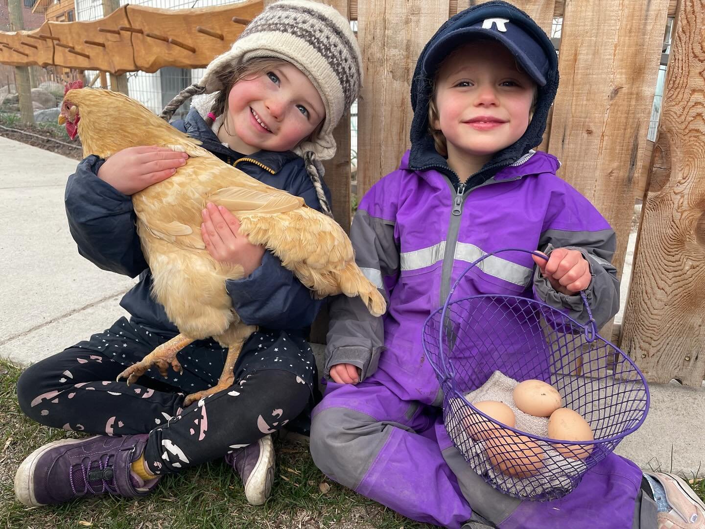 Thanks Goldie and all our hen friends for laying your best eggs! 🐓