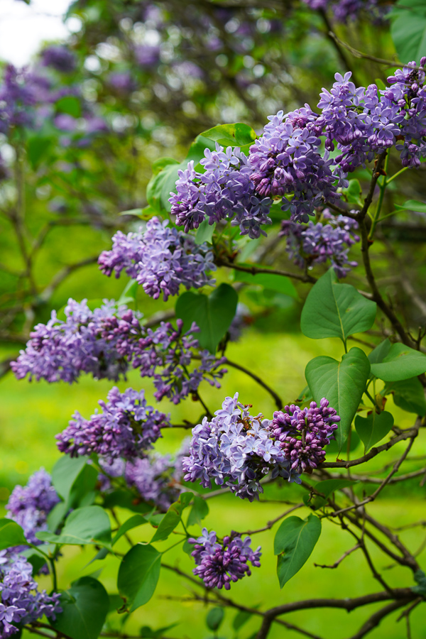 Lilac Wine