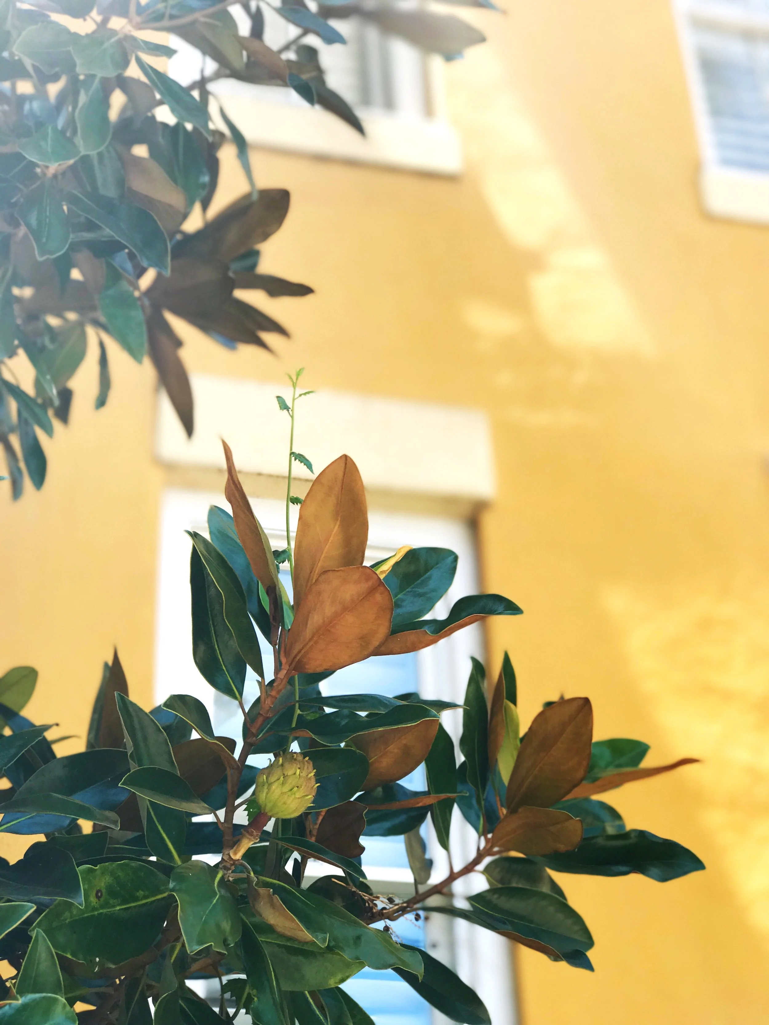 Charleston, SC