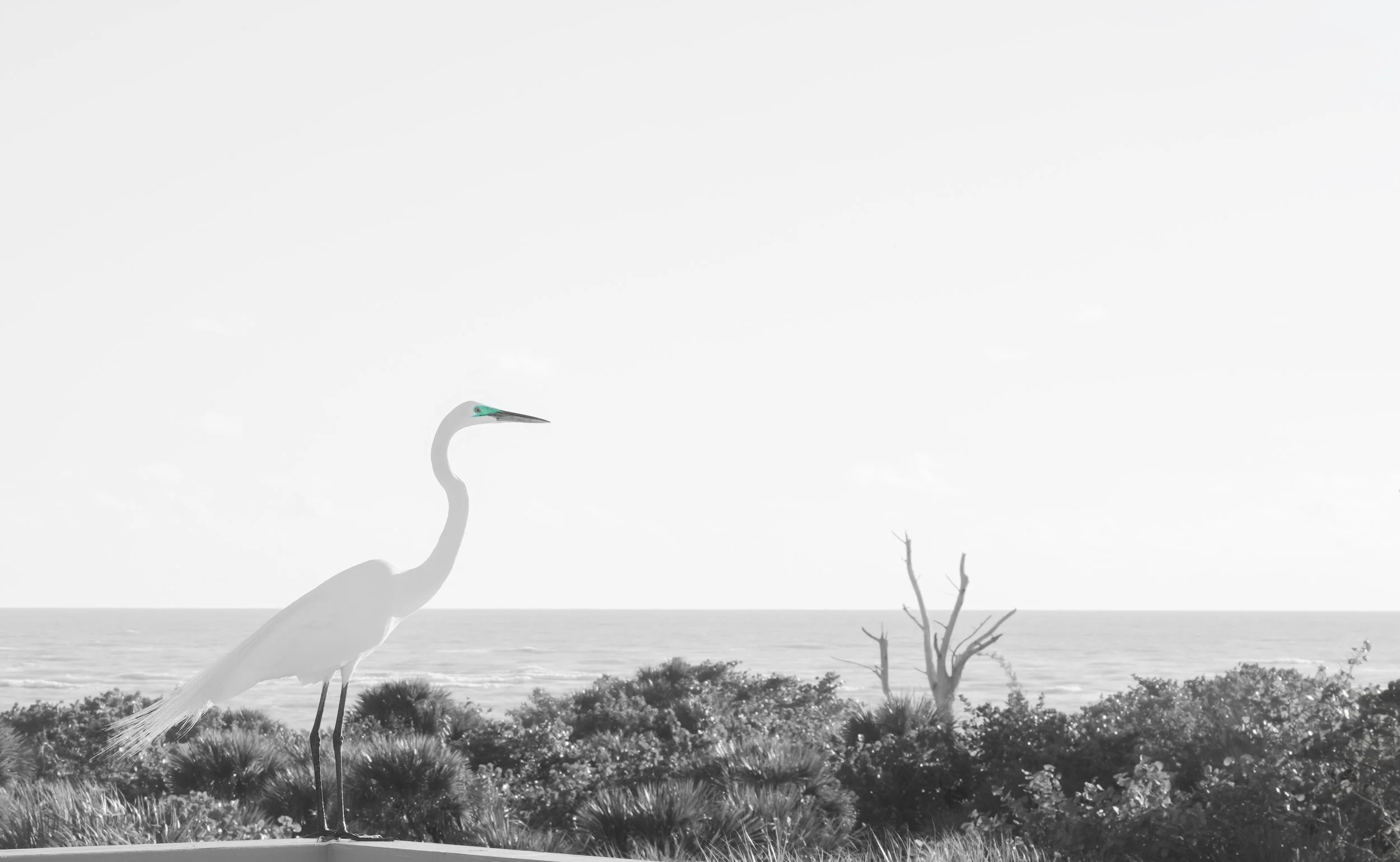 North Captiva Island, FL