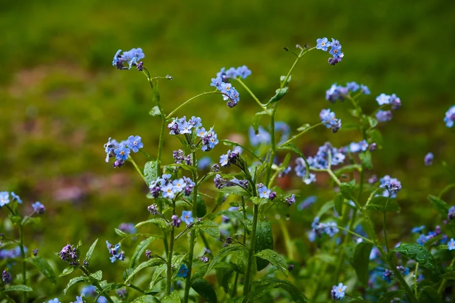 Forget Me Not