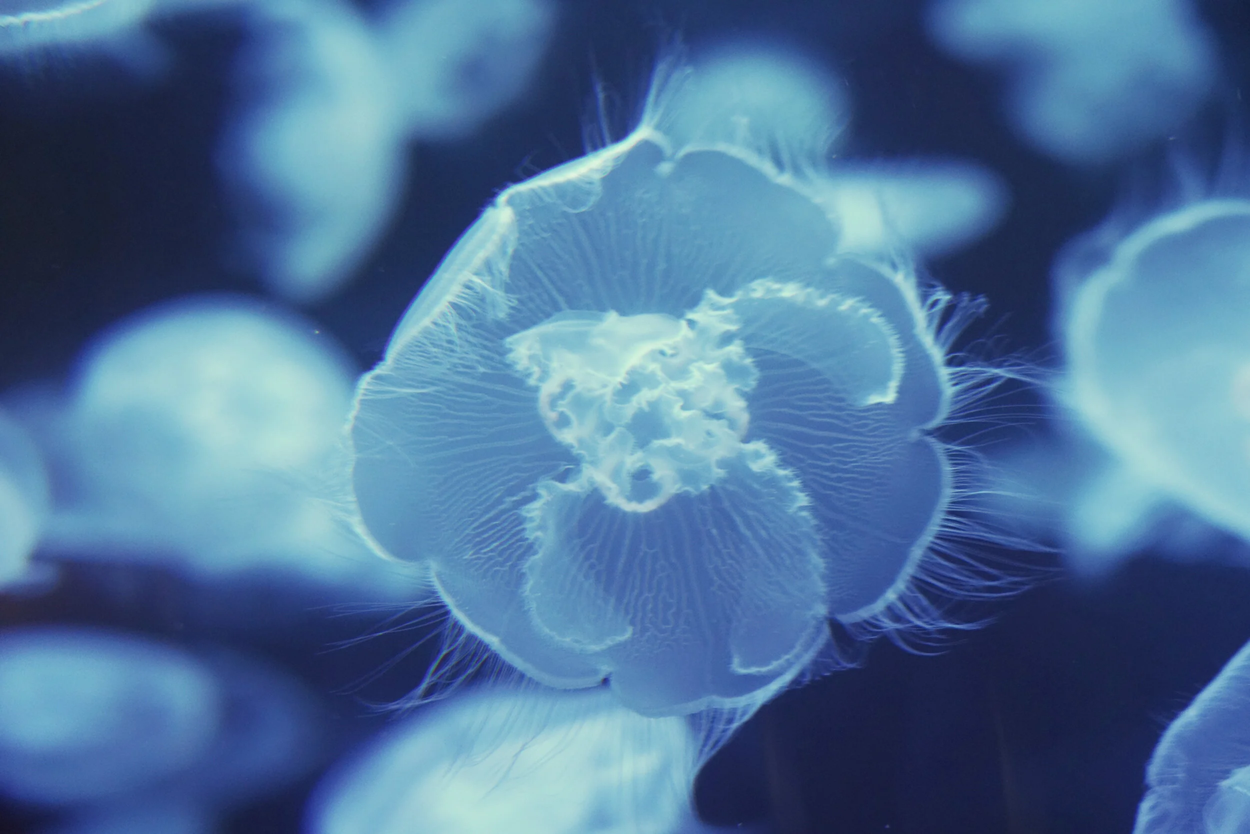 Moon jellyfish at the Vancouver aquarium