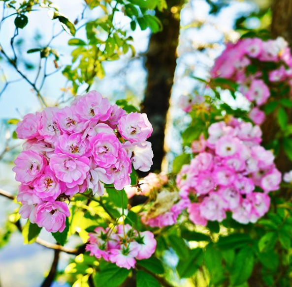 There She Goes: Be Like a Flower &amp; Turn Your Face to the Sun