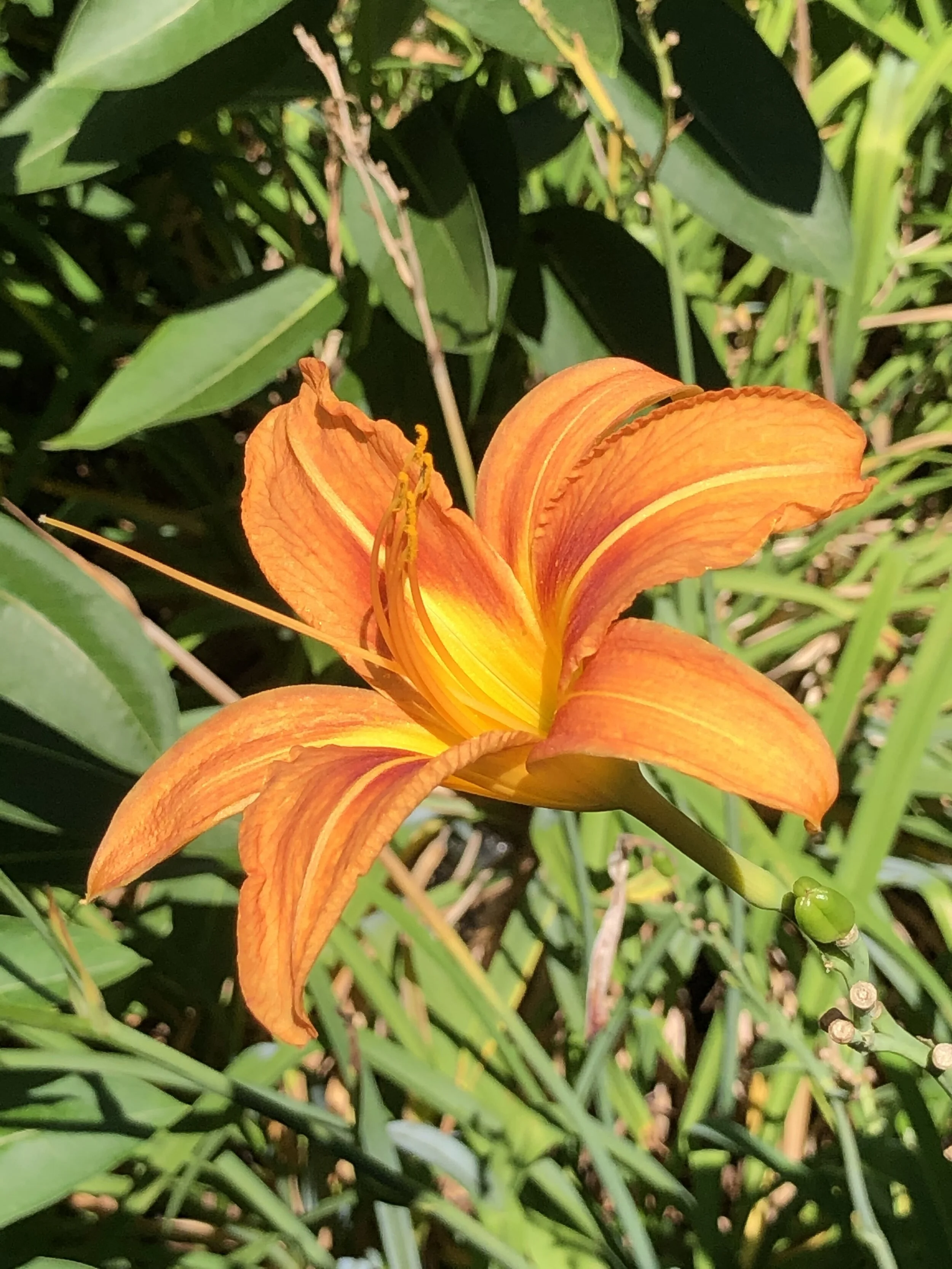 There She Goes: Last Call On July Days!