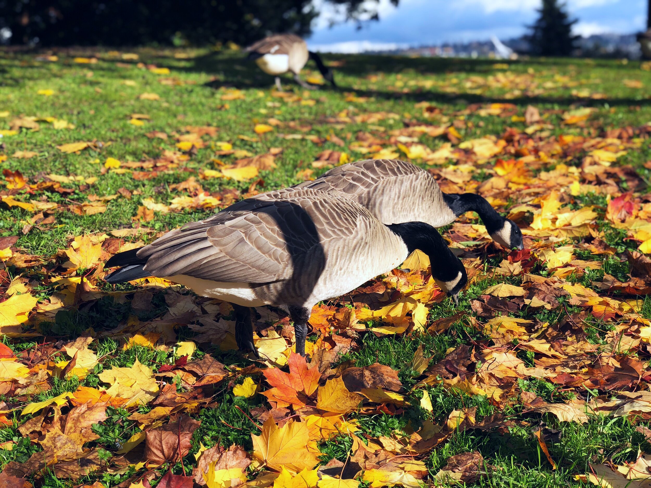 There She Goes: Fall Has Arrived