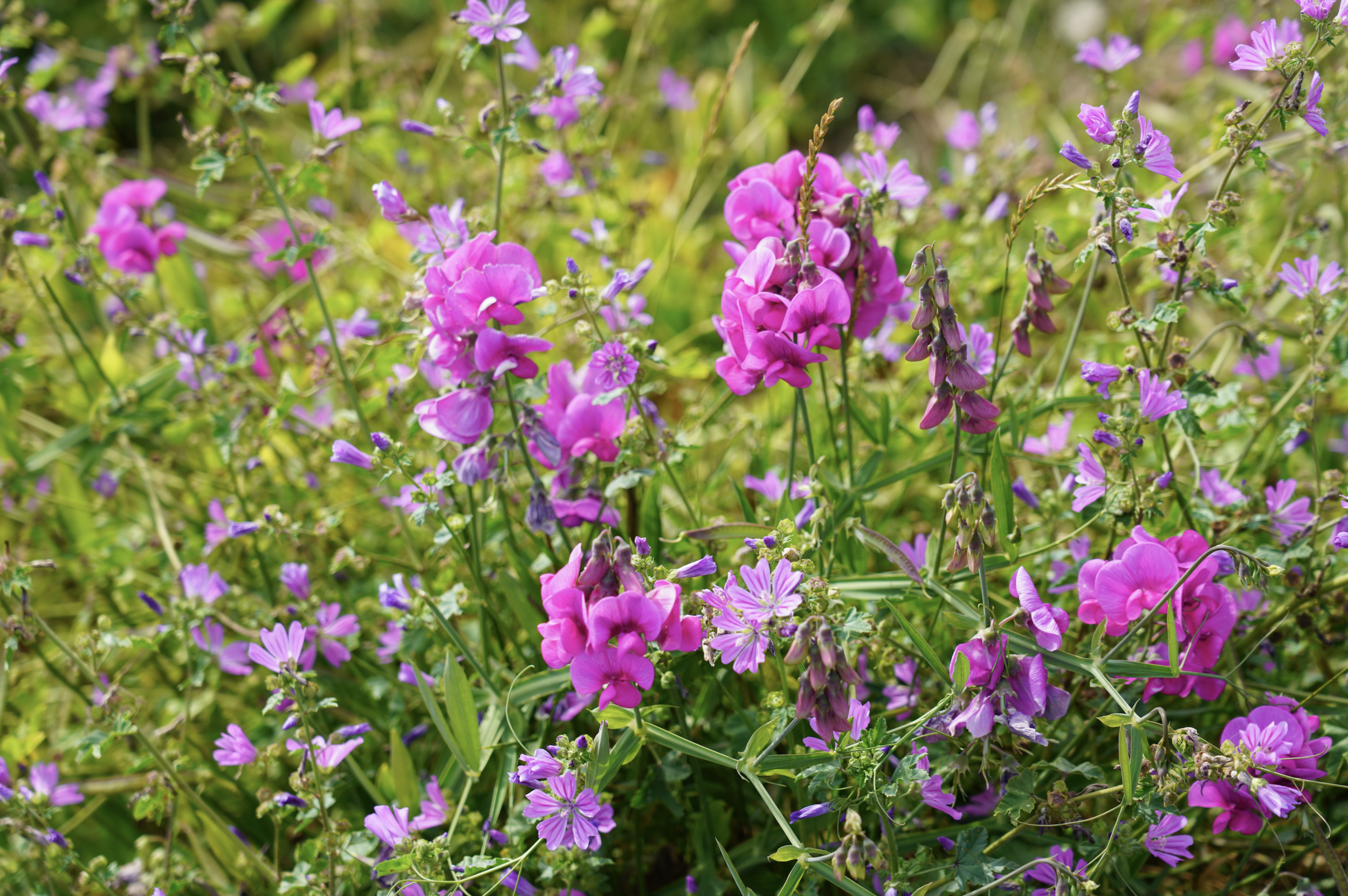 Screen Shot 2020-08-24 at 12.43.59 PM.png