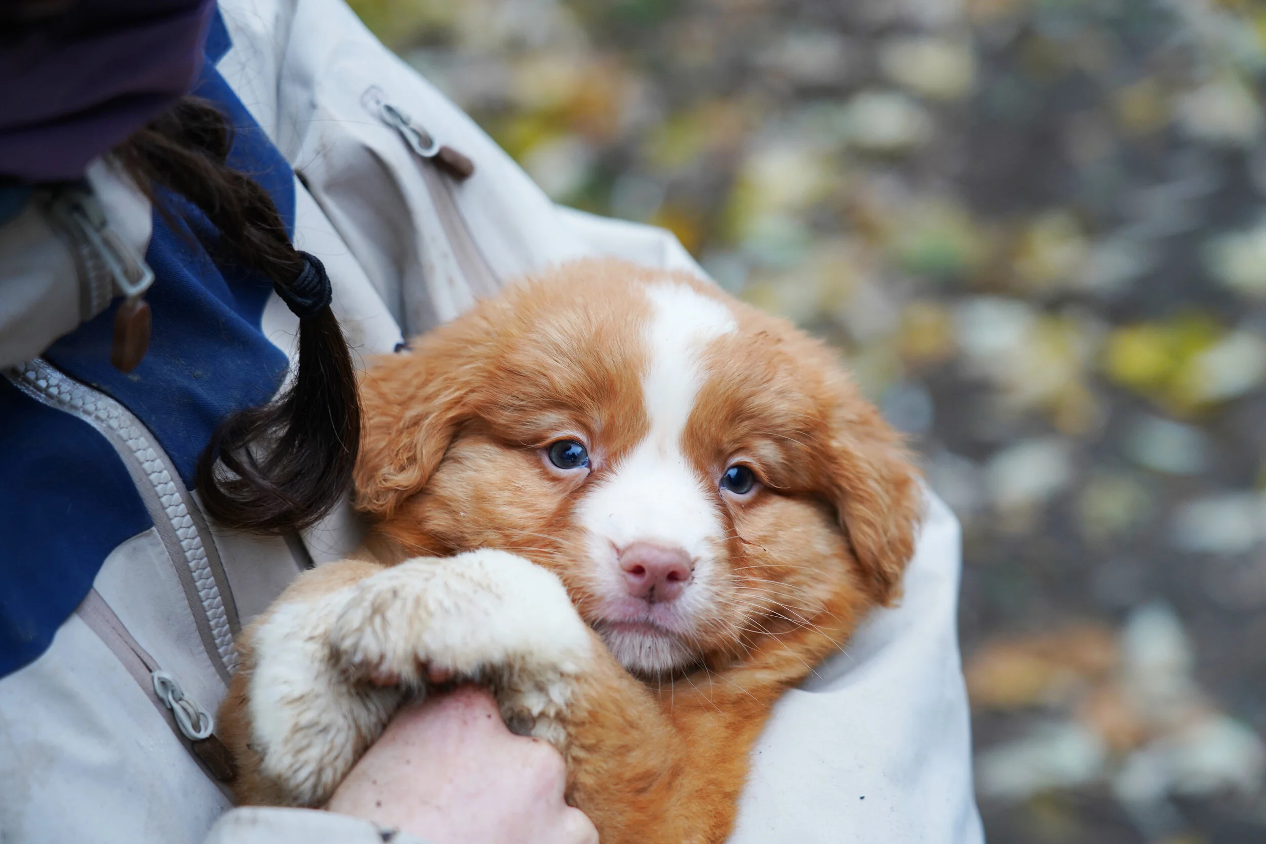 little-puppy.JPG