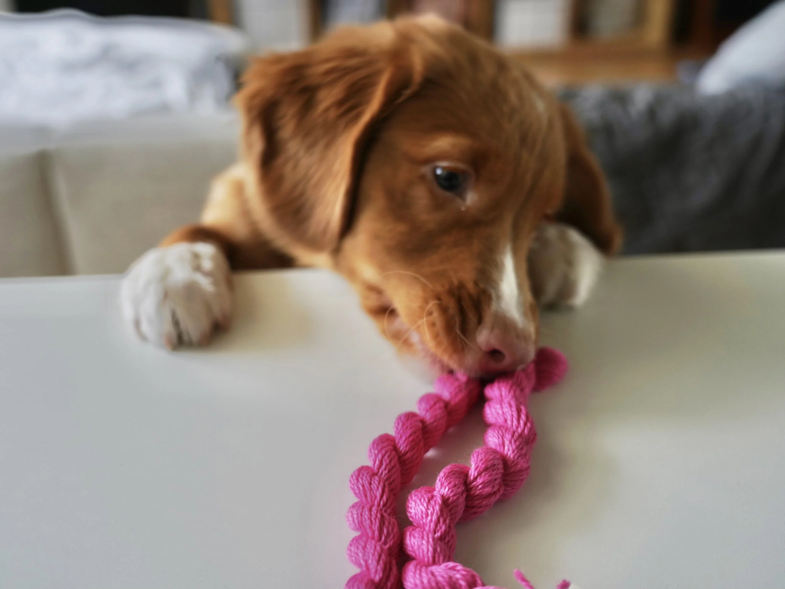 There She Goes: Backgammon - always in style